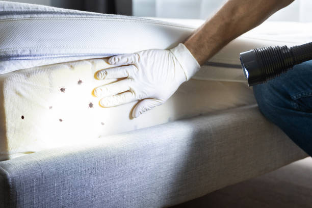Flea Control Services in North Redington Beach, FL
