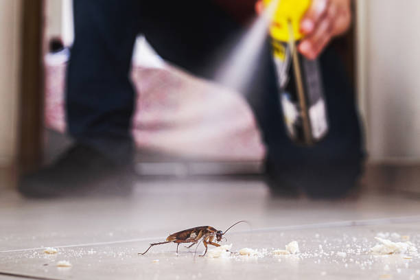 Best Spider Control Near Me  in North Redington Beach, FL