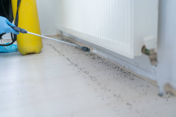 Best Affordable Pest Control Services  in North Redington Beach, FL